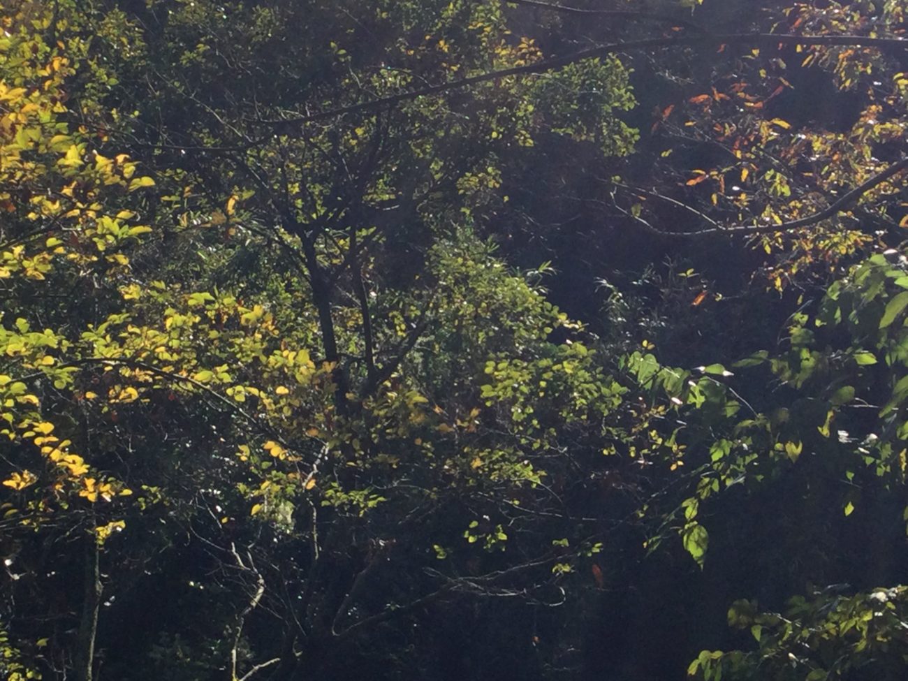 ふぃふすでぃめんしょん 26たん たん たん たん うさと